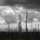 Illustration for article titled Photo Mission Gallery: Black and White